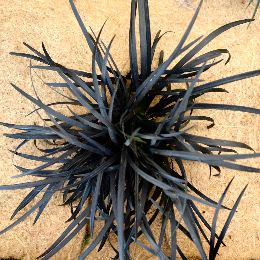 Ophiopogon negro o Barba de serpiente - Ophiopogon planiscapus 'Nigrescens'